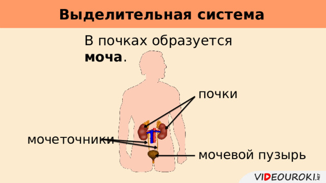 Выделительная система     В почках образуется моча . почки мочеточники мочевой пузырь 