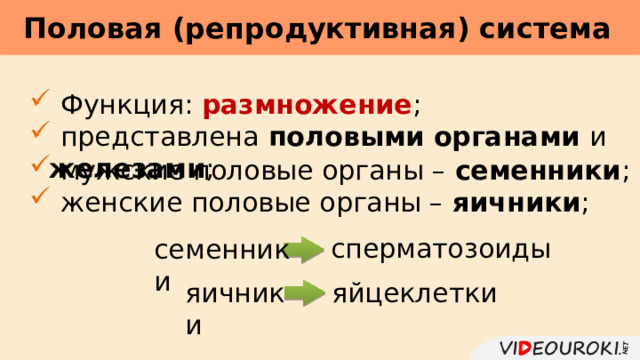 Половая (репродуктивная) система      Функция: размножение ;  представлена половыми органами и железами ;  мужские половые органы – семенники ;  женские половые органы – яичники ; сперматозоиды семенники яичники яйцеклетки 