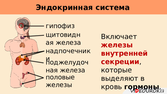 Эндокринная система     гипофиз щитовидная железа Включает железы внутренней секреции , которые выделяют в кровь гормоны . надпочечники поджелудочная железа половые железы 