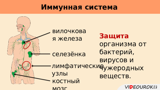 Иммунная система     вилочковая железа Защита организма от бактерий, вирусов и чужеродных веществ. селезёнка лимфатические узлы костный мозг 