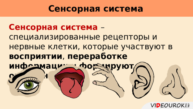 Сенсорная система     Сенсорная система – специализированные рецепторы и нервные клетки, которые участвуют в восприятии , переработке информации и формируют ощущения . 