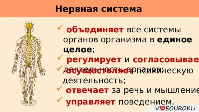 Нервная система      объединяет все системы органов организма в единое целое ;  регулирует  и  согласовывает  деятельность органов;  осуществляет  психическую деятельность;  отвечает за речь и мышление;  управляет поведением. 