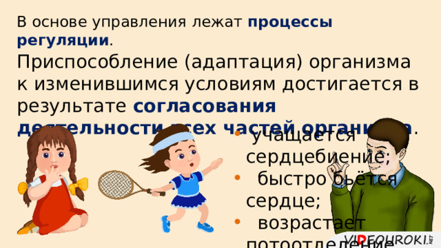 В основе управления лежат процессы регуляции . Приспособление (адаптация) организма к изменившимся условиям достигается в результате согласования деятельности всех частей организма .  учащается сердцебиение;  быстро бьётся сердце;  возрастает потоотделение. 