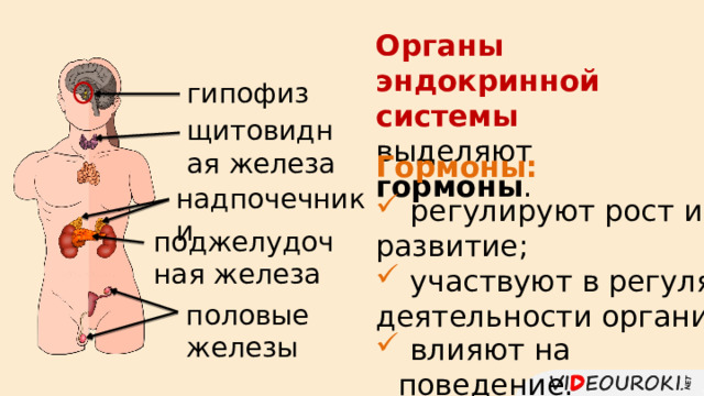 Органы эндокринной системы выделяют гормоны . гипофиз щитовидная железа Гормоны: надпочечники  регулируют рост и развитие;  участвуют в регуляции деятельности организма; поджелудочная железа половые железы  влияют на поведение. 