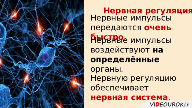 Нервная регуляция Нервные импульсы передаются очень быстро . Нервные импульсы воздействуют на определённые органы. Нервную регуляцию обеспечивает нервная система . 