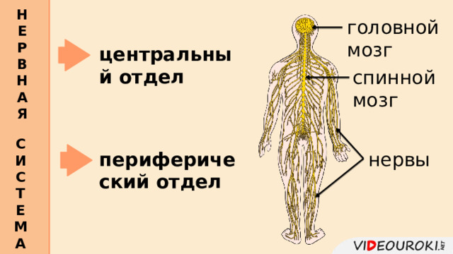 Н Е Р В Н А Я  головной мозг центральный отдел спинной мозг С И С Т Е М А  периферический отдел нервы 