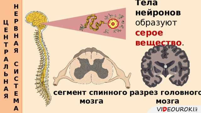 Н Е Р В Н А Я  Тела нейронов образуют серое вещество . Ц Е Н Т Р А Л Ь Н А Я  С И С Т Е М А  разрез головного сегмент спинного  мозга  мозга 