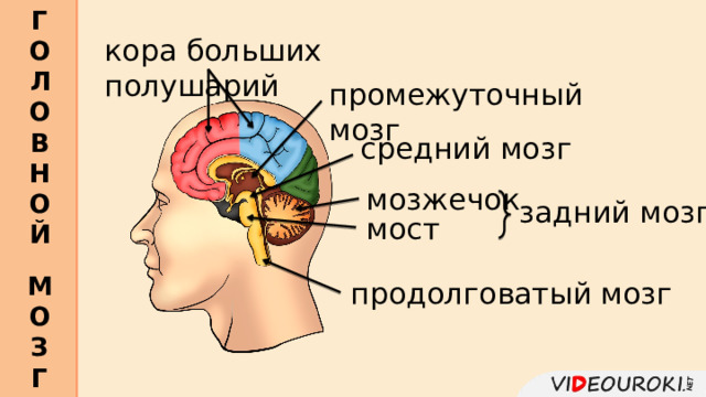 Г О Л О В Н О Й   кора больших полушарий промежуточный мозг средний мозг мозжечок задний мозг мост М О З Г  продолговатый мозг 