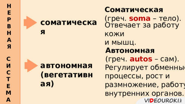 Н Е Р В Н А Я  Соматическая  (греч. soma – тело). соматическая Отвечает за работу кожи и мышц. Автономная  (греч. autos – сам). С И С Т Е М А  автономная (вегетативная) Регулирует обменные процессы, рост и размножение, работу внутренних органов. 