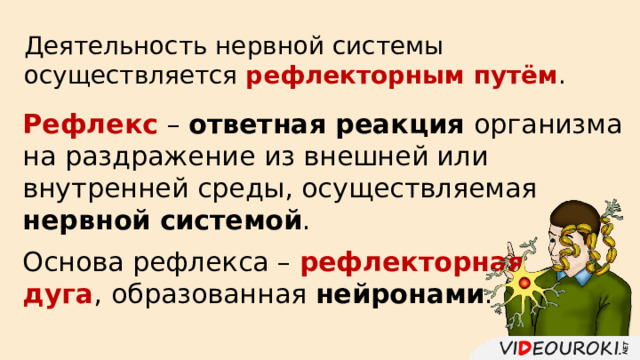 Деятельность нервной системы осуществляется рефлекторным путём . Рефлекс – ответная реакция организма на раздражение из внешней или внутренней среды, осуществляемая нервной системой . Основа рефлекса – рефлекторная дуга ,  образованная нейронами . 