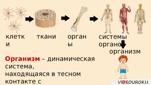 ткани клетки органы системы органов организм Организм – динамическая система, находящаяся в тесном контакте с окружающей средой. 