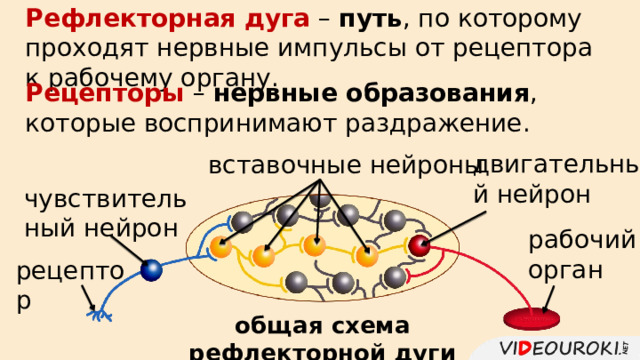 Рефлекторная дуга – путь , по которому проходят нервные импульсы от рецептора к рабочему органу. Рецепторы – нервные образования , которые воспринимают раздражение. двигательный нейрон вставочные нейроны чувствительный нейрон рабочий орган рецептор общая схема рефлекторной дуги 