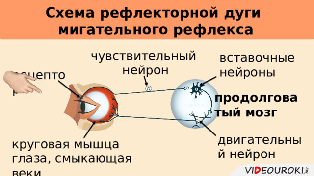     Схема рефлекторной дуги  мигательного рефлекса чувствительный нейрон вставочные нейроны рецептор продолговатый мозг двигательный нейрон круговая мышца глаза, смыкающая веки 