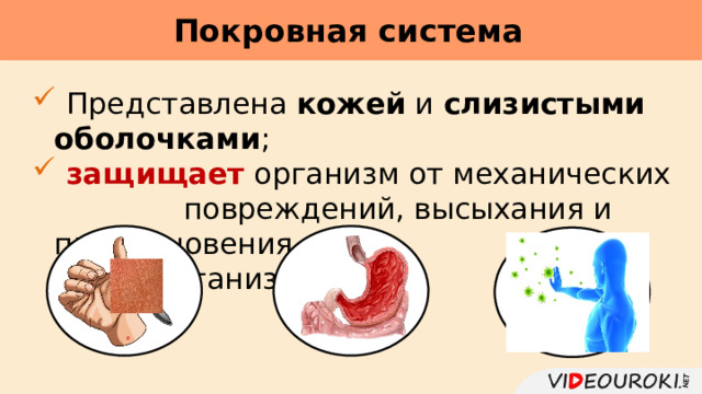 Покровная система      Представлена кожей и слизистыми оболочками ;  защищает  организм от механических повреждений, высыхания и проникновения  микроорганизмов. 