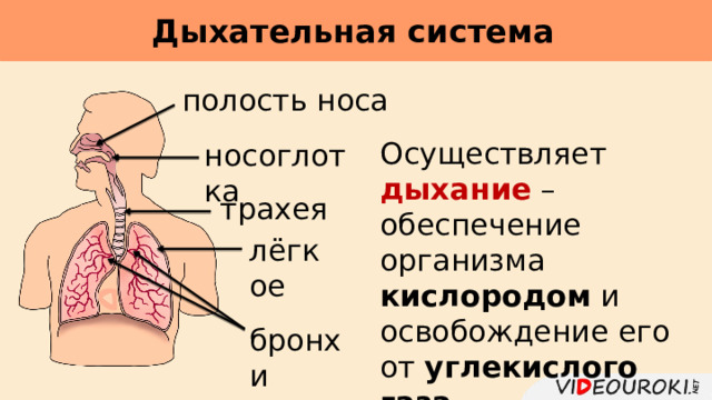 Дыхательная система     полость носа Осуществляет дыхание – обеспечение организма кислородом и освобождение его от углекислого газа . носоглотка трахея лёгкое бронхи 