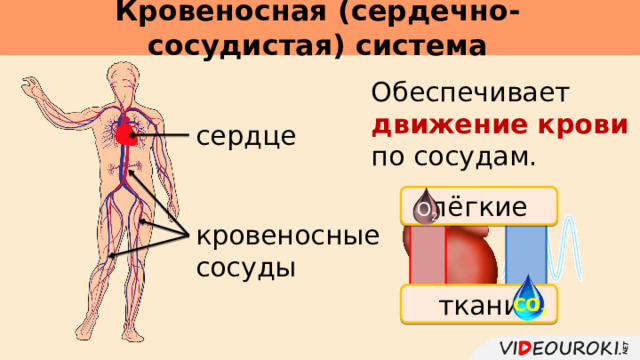 Кровеносная (сердечно-сосудистая) система     Обеспечивает движение крови по сосудам. сердце лёгкие О 2 кровеносные сосуды ткани СО 2 