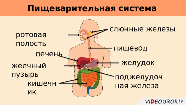 Пищеварительная система     слюнные железы ротовая полость пищевод печень желудок желчный пузырь поджелудочная железа кишечник 