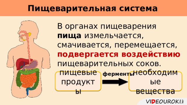 Пищеварительная система     В органах пищеварения пища измельчается, смачивается, перемещается, подвергается воздействию пищеварительных соков. ферменты пищевые продукты необходимые вещества 