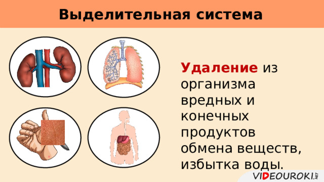 Выделительная система     Удаление из организма вредных и конечных продуктов обмена веществ, избытка воды. 