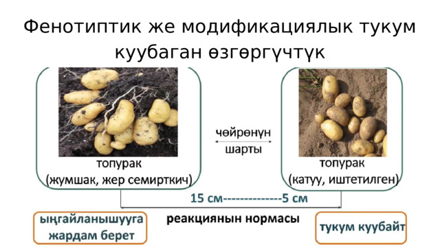 Фенотиптик же модификациялык тукум куубаган өзгөргүчтүк 2024 