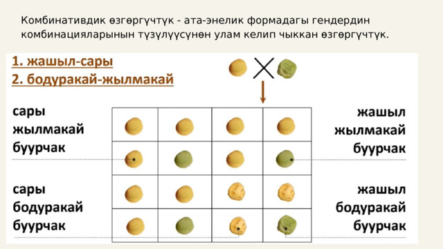 Комбинативдик өзгөргүчтүк - ата-энелик формадагы гендердин комбинацияларынын түзүлүүсүнөн улам келип чыккан өзгөргүчтүк. 