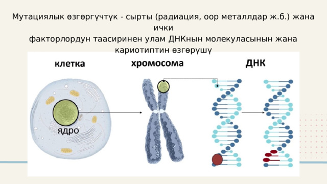 Мутациялык өзгөргүчтүк - сырты (радиация, оор металлдар ж.б.) жана ички факторлордун таасиринен улам ДНКнын молекуласынын жана кариотиптин өзгөрүшү 2024 