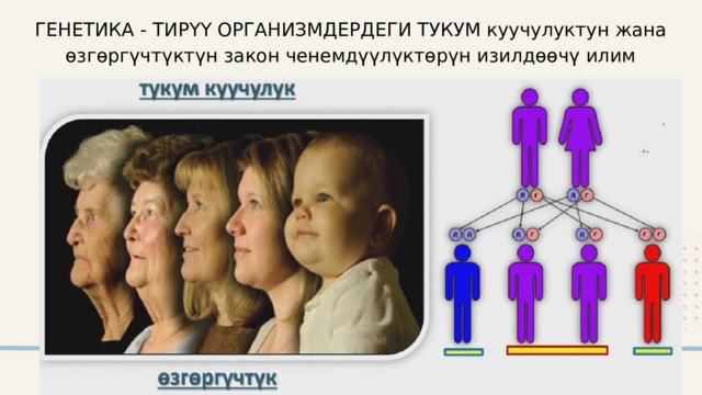 ГЕНЕТИКА - ТИРҮҮ ОРГАНИЗМДЕРДЕГИ ТУКУМ куучулуктун жана өзгөргүчтүктүн закон ченемдүүлүктөрүн изилдөөчү илим 2024 