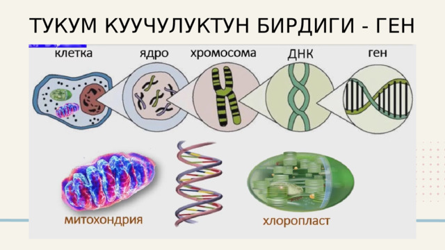 ТУКУМ КУУЧУЛУКТУН БИРДИГИ - ГЕН 2024 