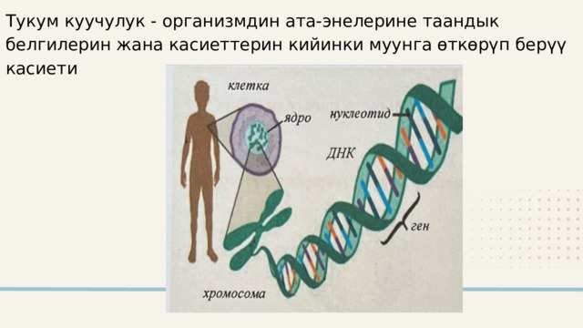 Тукум куучулук - организмдин ата-энелерине таандык белгилерин жана касиеттерин кийинки муунга өткөрүп берүү касиети 2024 