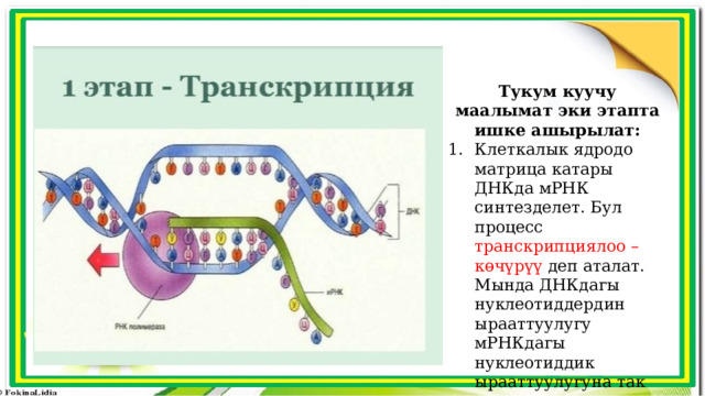 Тукум куучу маалымат эки этапта ишке ашырылат: Клеткалык ядродо матрица катары ДНКда мРНК синтезделет. Бул процесс транскрипциялоо – көчүрүү деп аталат. Мында ДНКдагы нуклеотиддердин ырааттуулугу мРНКдагы нуклеотиддик ырааттуулугуна так көчүрүлөт же коддолот. 