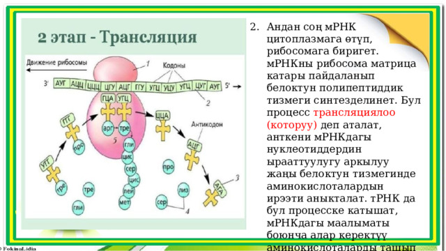 Андан соң мРНК цитоплазмага өтүп, рибосомага биригет. мРНКны рибосома матрица катары пайдаланып белоктун полипептиддик тизмеги синтезделинет. Бул процесс трансляциялоо (которуу) деп аталат, анткени мРНКдагы нуклеотиддердин ырааттуулугу аркылуу жаңы белоктун тизмегинде аминокислоталардын ирээти аныкталат. тРНК да бул процесске катышат, мРНКдагы маалыматы боюнча алар керектүү аминокислоталарды ташып келет. 