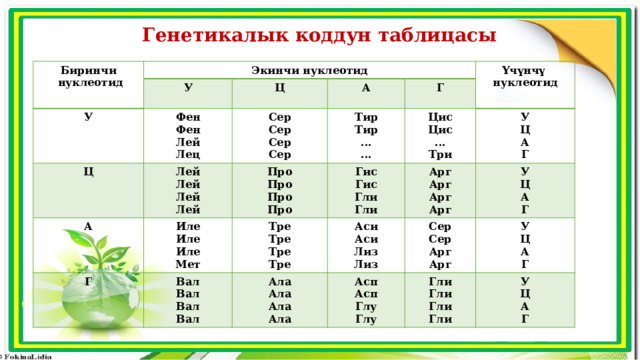 Генетикалык коддун таблицасы Биринчи Экинчи нуклеотид  нуклеотид У У Ц Фен Ц А Лей Фен Сер А Лей Про Үчүнчү Тир Лей Сер Г Иле Г Лей Тир Цис Гис Сер Про Лец нуклеотид Иле Тре Вал Лей Про У Цис Гис Арг ... Сер Тре Аси Иле Ала Вал У ... Ц Арг ... Гли Про Аси Вал Мет Ала Тре Сер Асп Ц А Гли Арг Три Лиз Тре Сер Ала Асп У Вал Гли Арг А Г Гли Ц Арг Ала Лиз Глу У Г Ц Глу Гли А Арг Гли А Г Г 