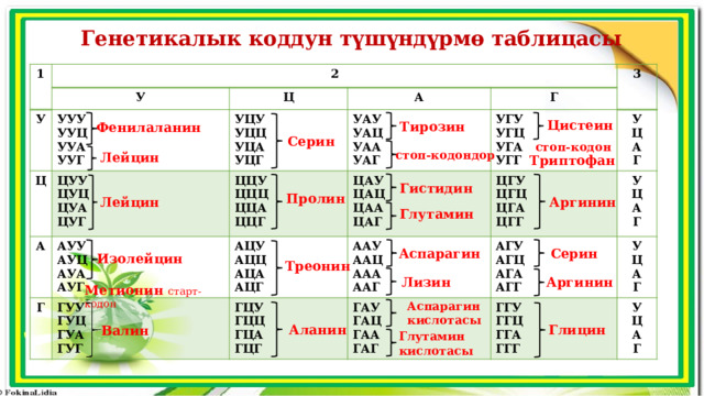 Генетикалык коддун түшүндүрмө таблицасы 1 2 У У Ц Ц УУУ УЦУ ЦУУ УУЦ А А Г УЦЦ 3 УАУ ЦЦУ ЦУЦ УУА АУУ Г УАЦ ЦЦЦ УГУ УЦА ЦУА ЦАУ УУГ АУЦ АЦУ ГУУ ЦГУ ЦАЦ УАА ЦЦА ЦУГ УГЦ У УЦГ ААУ АЦЦ ГУЦ ГЦУ АУА УГА У Ц ЦГЦ УАГ ЦАА ЦЦГ ГЦЦ АГУ ГУА АУГ АЦА ГАУ ААЦ А УГГ Ц ЦГА ЦАГ АГЦ ГГУ У ААА ГАЦ АЦГ ГУГ ГЦА А Г ЦГГ ГГЦ У ГАА ГЦГ Ц АГА ААГ Г Ц А ГАГ АГГ ГГА А Г ГГГ Г Цистеин Тирозин Фенилаланин Серин стоп-кодон стоп-кодондор Лейцин Триптофан Гистидин Пролин Лейцин Аргинин Глутамин Аспарагин Серин Изолейцин Треонин Лизин Аргинин Метионин старт-кодон Аспарагин кислотасы Аланин Глицин Валин Глутамин кислотасы 