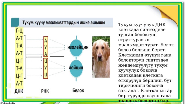 Тукум куучулук ДНК клеткада синтезделе турган белоктун структурасын маалымдап турат. Белок болсо белгини берет. Клетканын өзүнүн гана белокторун синтездөө жөндөмдүүлүгү тукум куучулук боюнча клеткадан клеткага өткөрүлүп берилип, бүт тиричилиги боюнча сакталат. Клетканын ар бир түрүндө өзүнө гана таандык белоктор бар. 