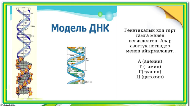 Генетикалык код төрт тамга менен негизделген. Алар азоттук негиздер менен айырмаланат. А (аденин) Т (тимин) Г(гуанин) Ц (цитозин) 