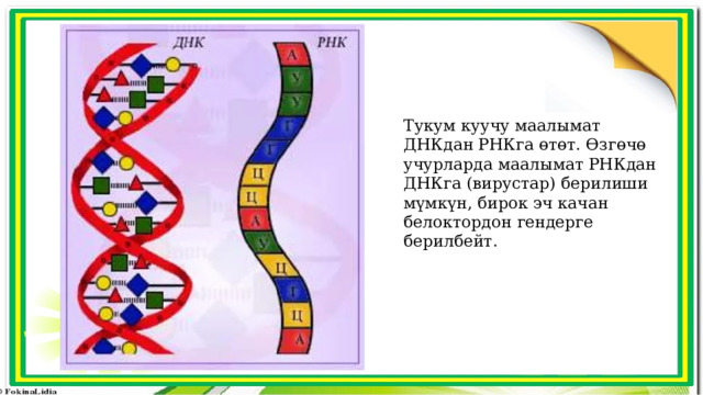 Тукум куучу маалымат ДНКдан РНКга өтөт. Өзгөчө учурларда маалымат РНКдан ДНКга (вирустар) берилиши мүмкүн, бирок эч качан белоктордон гендерге берилбейт. 