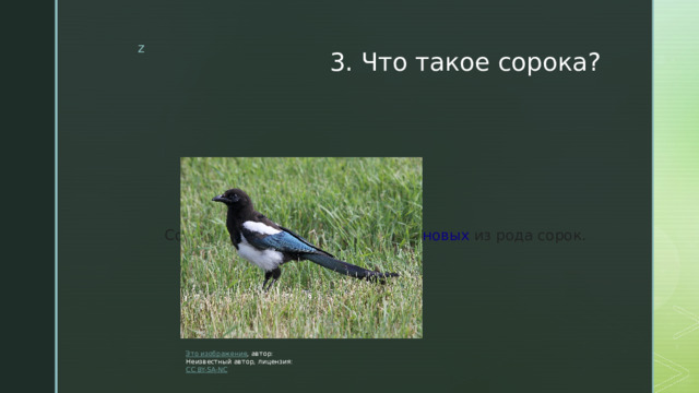 3. Что такое сорока? Сорока- это птица семейства  врановых  из рода сорок. Это изображение , автор: Неизвестный автор, лицензия: CC BY-SA-NC 