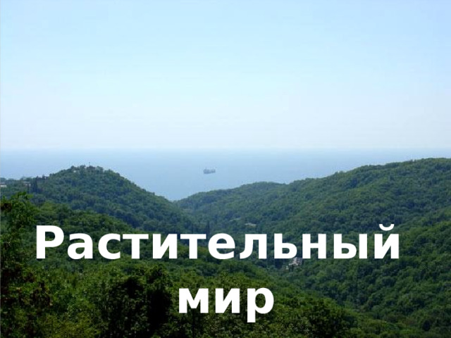 Растительный мир 