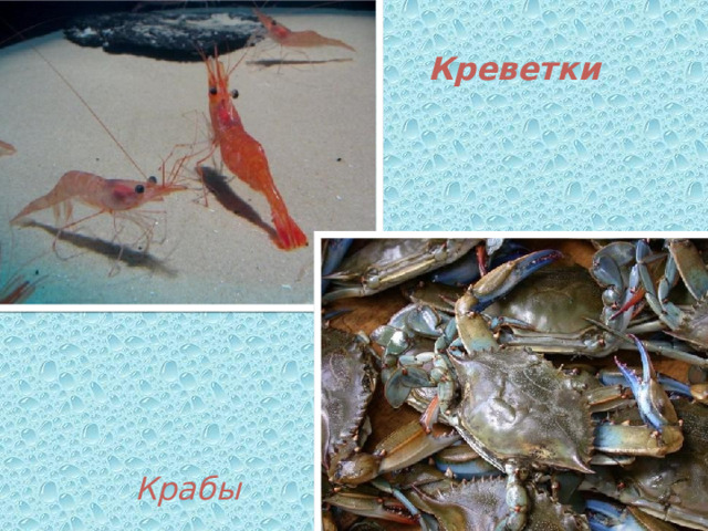 Креветки  Крабы 