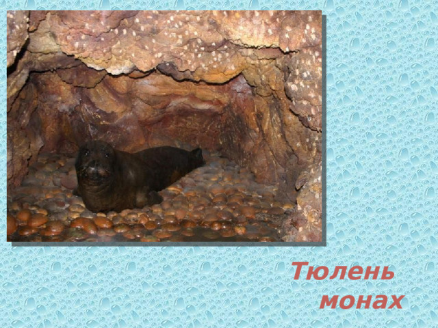 Тюлень монах 