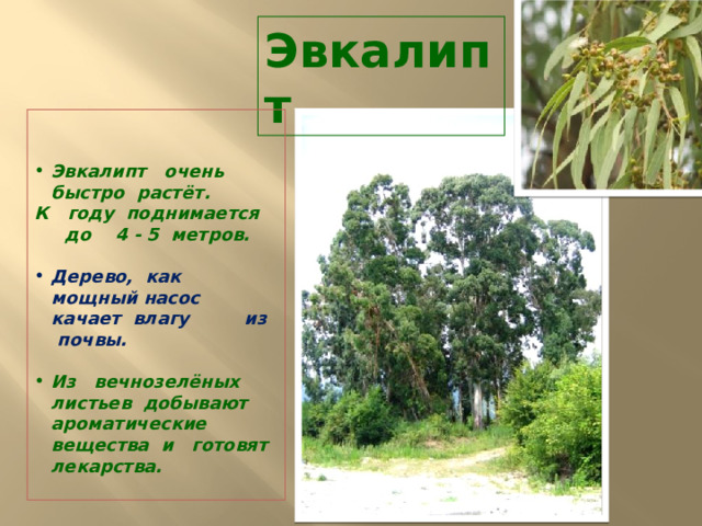 Эвкалипт    Эвкалипт очень быстро растёт. К году поднимается до 4 - 5 метров. Дерево, как мощный насос качает влагу из почвы. Из вечнозелёных листьев добывают ароматические вещества и готовят лекарства. 