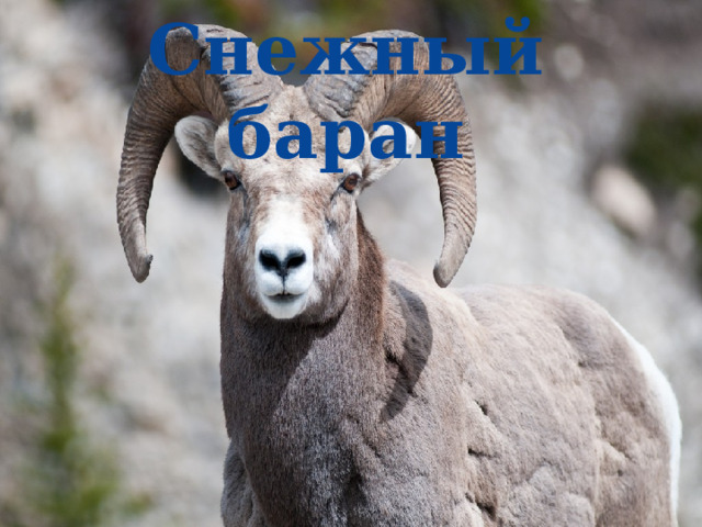 Снежный баран 