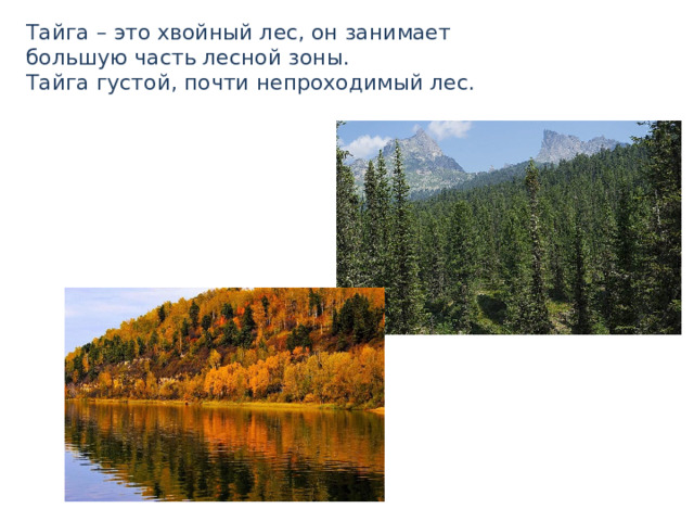 Тайга – это хвойный лес, он занимает большую часть лесной зоны.  Тайга густой, почти непроходимый лес. 