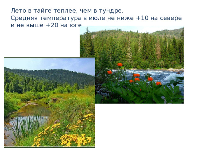 Лето в тайге теплее, чем в тундре. Средняя температура в июле не ниже +10 на севере и не выше +20 на юге. 