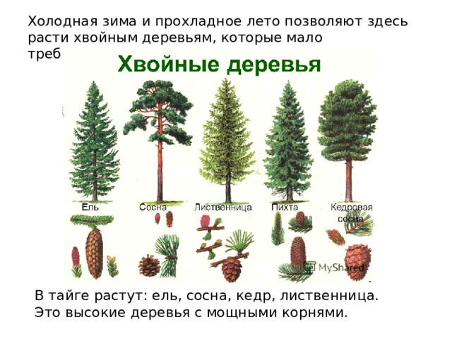 Холодная зима и прохладное лето позволяют здесь расти хвойным деревьям, которые мало требовательны к теплу. В тайге растут: ель, сосна, кедр, лиственница. Это высокие деревья с мощными корнями. 