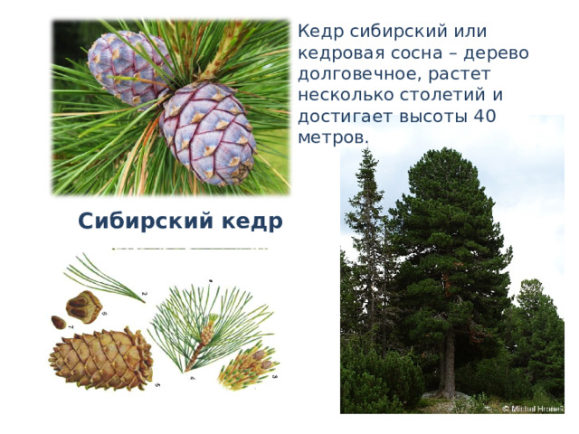 Кедр сибирский или кедровая сосна – дерево долговечное, растет несколько столетий и достигает высоты 40 метров. Сибирский кедр 