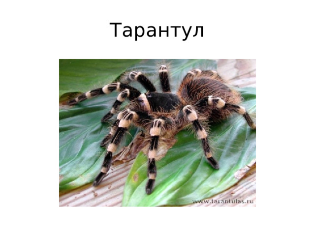 Тарантул