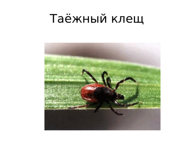 Таёжный клещ