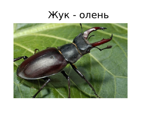 Жук - олень