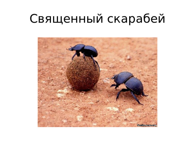 Священный скарабей